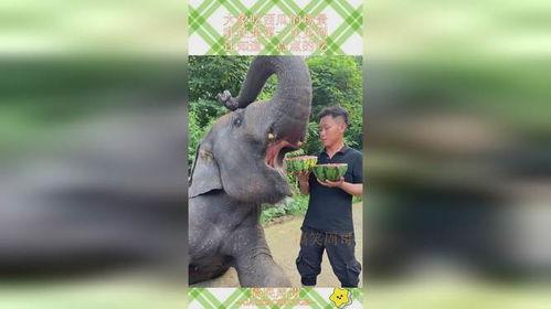 大象吃瓜动画片免费观看,免费畅享欢乐时光  第1张